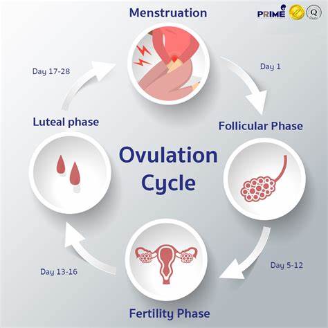 ovulation Acupuncture Unexplained Fertility Cairns